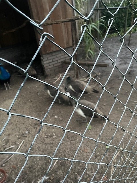 jonge pauwen, Dieren en Toebehoren, Meerdere dieren, Wildzangvogel