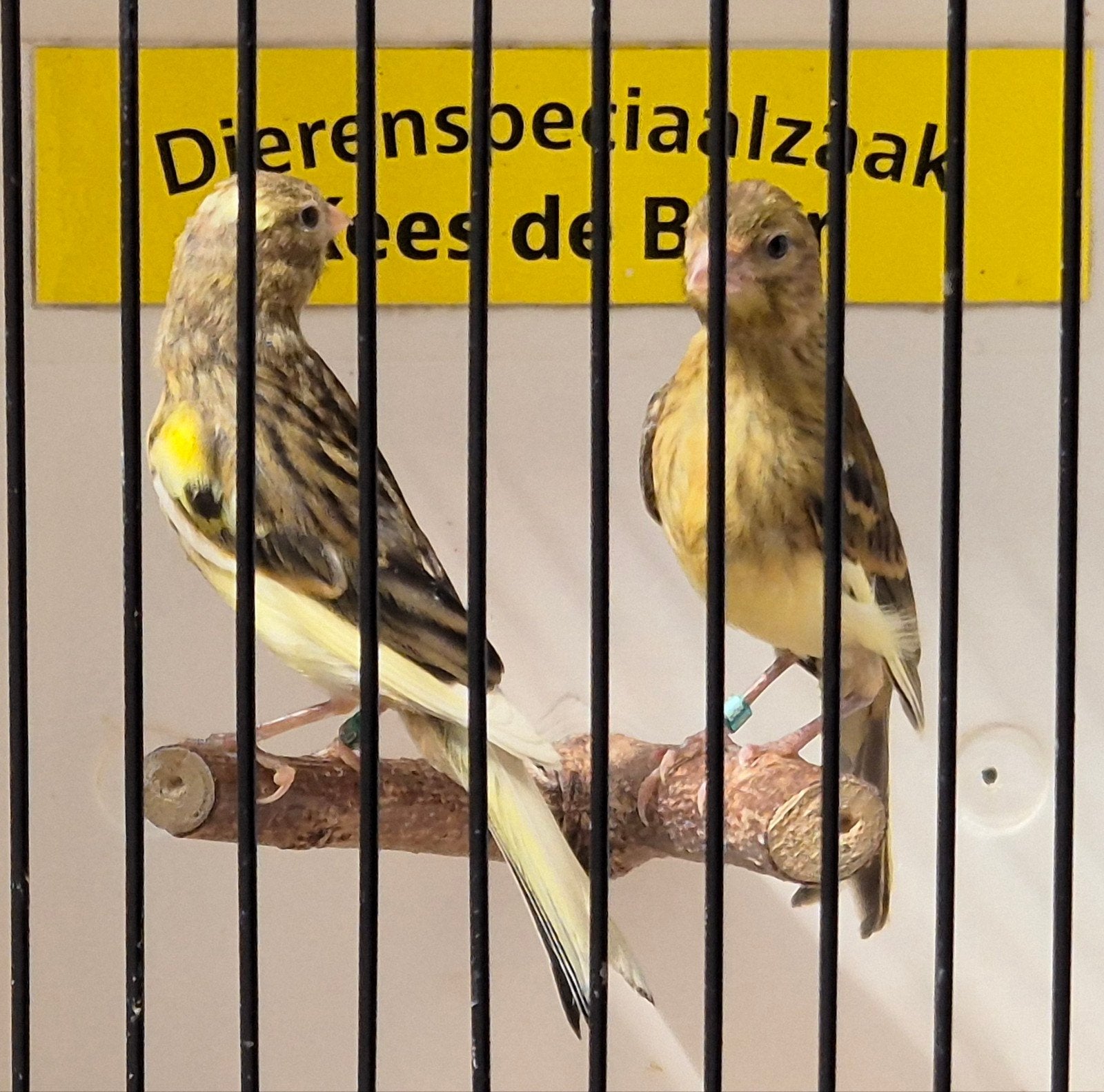 Raza espagnola kanaries, Dieren en Toebehoren, Vogels | Overige Vogels, Meerdere dieren, Geringd