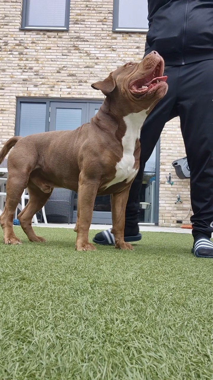 American bully xl dekreu, Dieren en Toebehoren, CDV (hondenziekte), 1 tot 2 jaar, Eén hond, Nederland