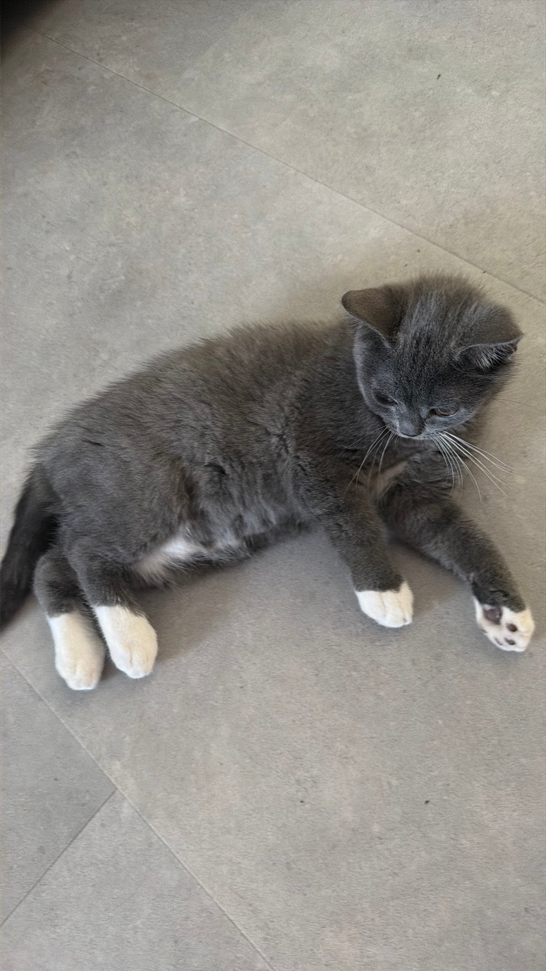 Britse korthaar kittens, Meerdere dieren