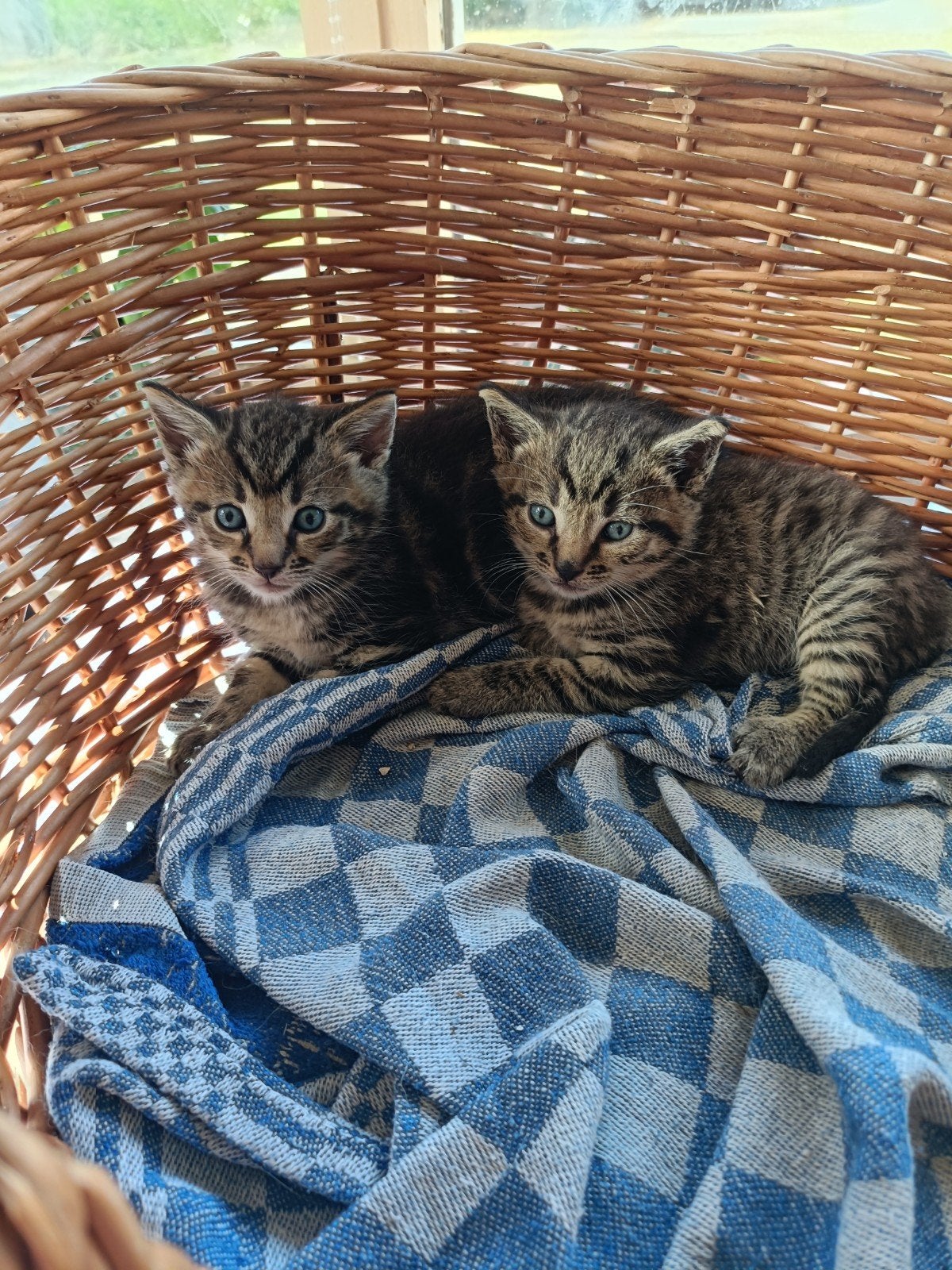 Lieve kittens te koop, Dieren en Toebehoren, Katten en Kittens | Overige Katten, Kortharig, Meerdere dieren, 0 tot 2 jaar