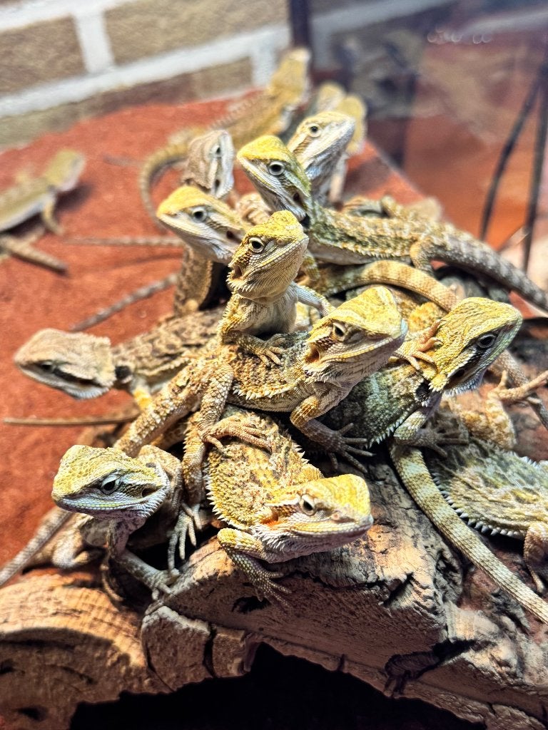 Jonge baardagamen, Dieren en Toebehoren, Amfibie, Tam, 0 tot 2 jaar