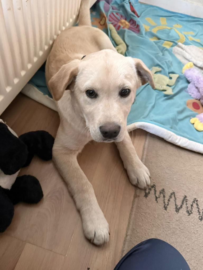 Labrador pups, 8 tot 15 weken, Labrador retriever, Meerdere, Meerdere dieren