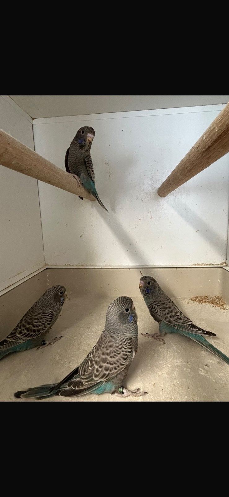 Grasparkiet 2026, Dieren en Toebehoren, Meerdere dieren, Parkiet