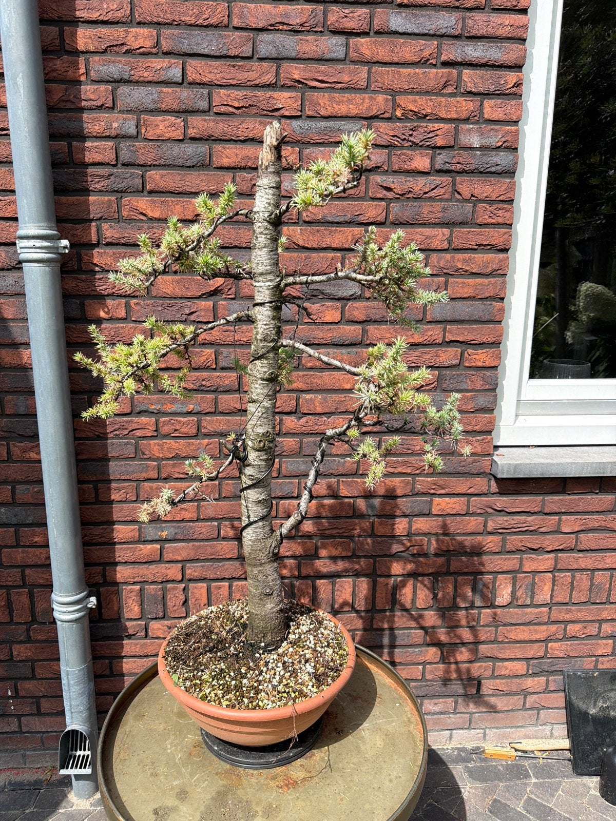 Blauwe Cedrus Pre-Bonsai - Enorm Dikke Stam (90mm), Tuin en Terras, Volle zon, Vaste plant, Bloeit niet, Ophalen