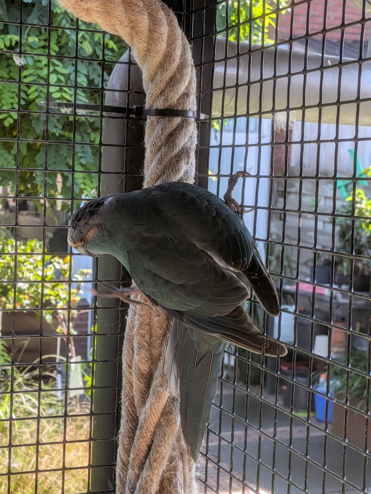 2 kakariki jongen, Meerdere dieren, Parkiet, Geringd