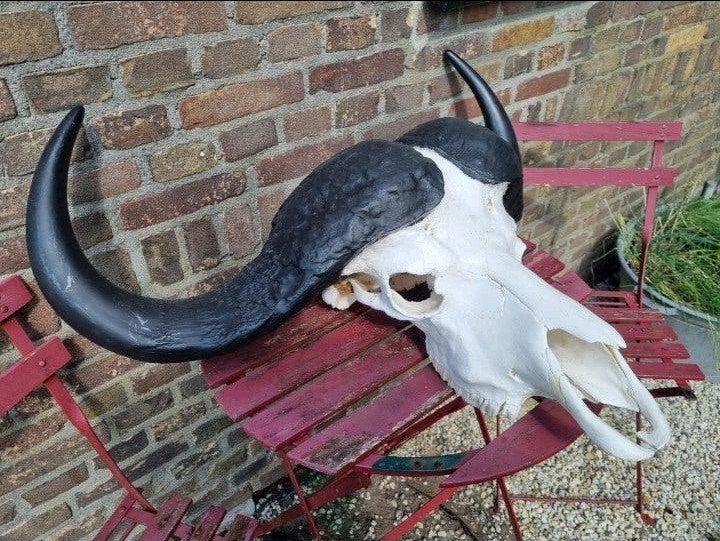 Prachtige mega kaffer buffel kaapse buffel kafferbuffel big, Ophalen of Verzenden, Zo goed als nieuw, Hert, Schedel