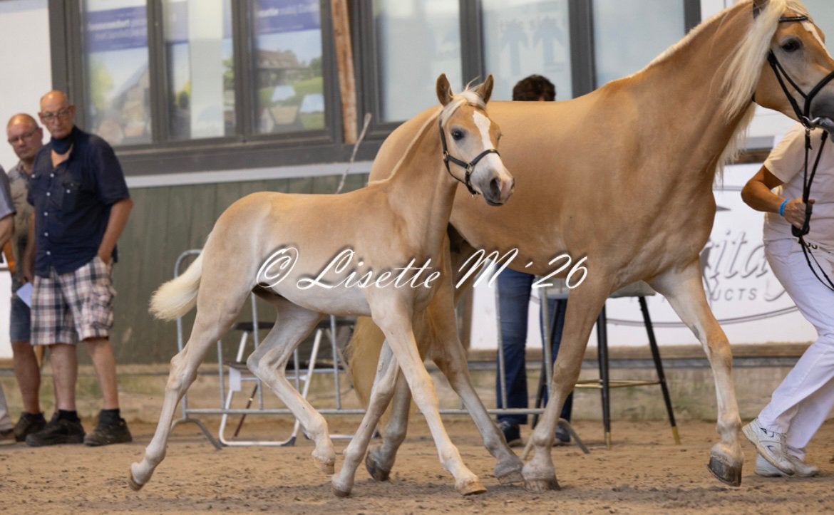 Haflinger hengst veulen, E pony (1.48m - 1.57m), Met stamboom, Dressuurpony, Niet van toepassing