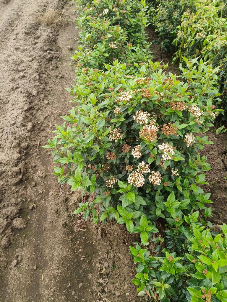 viburnum tinus sneeuwbal, Tuin en Terras, Vaste plant, Halfschaduw, Winter, Ophalen