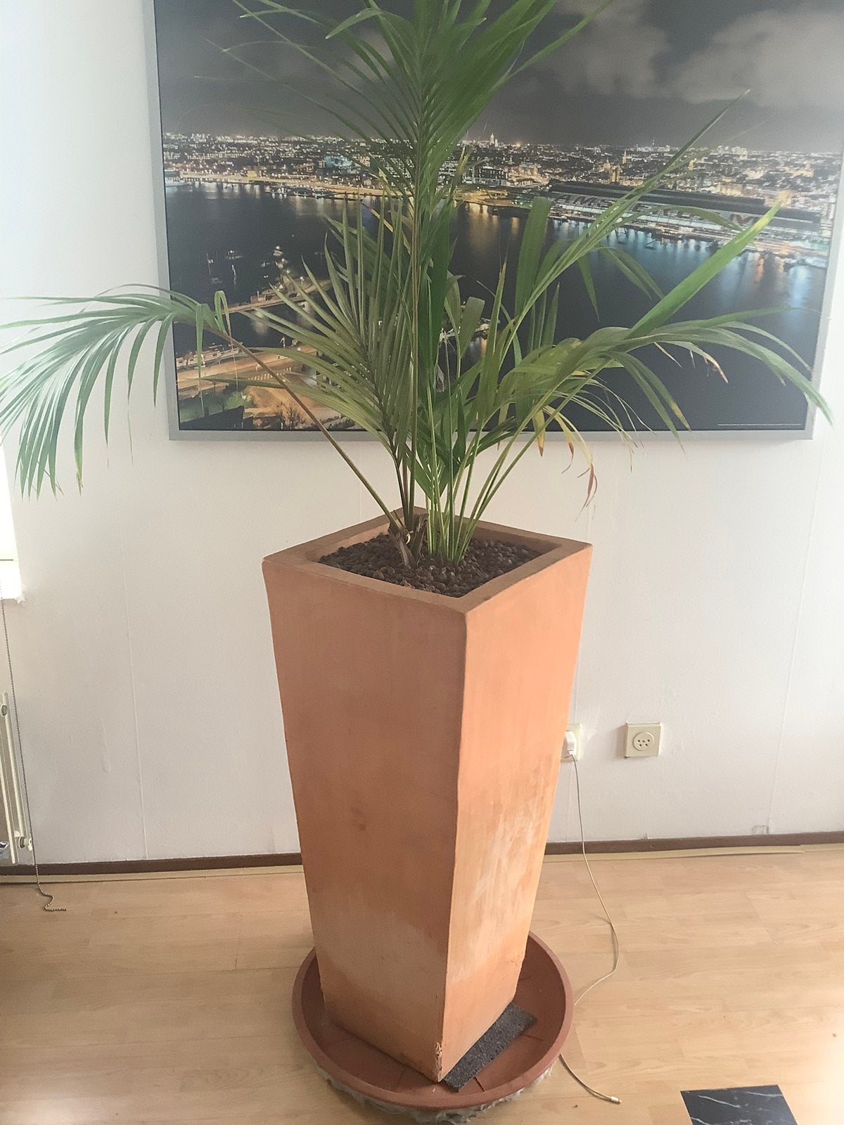 Gratis: hydrocultuurplant., Ophalen, Volledige schaduw, Overige soorten, In pot
