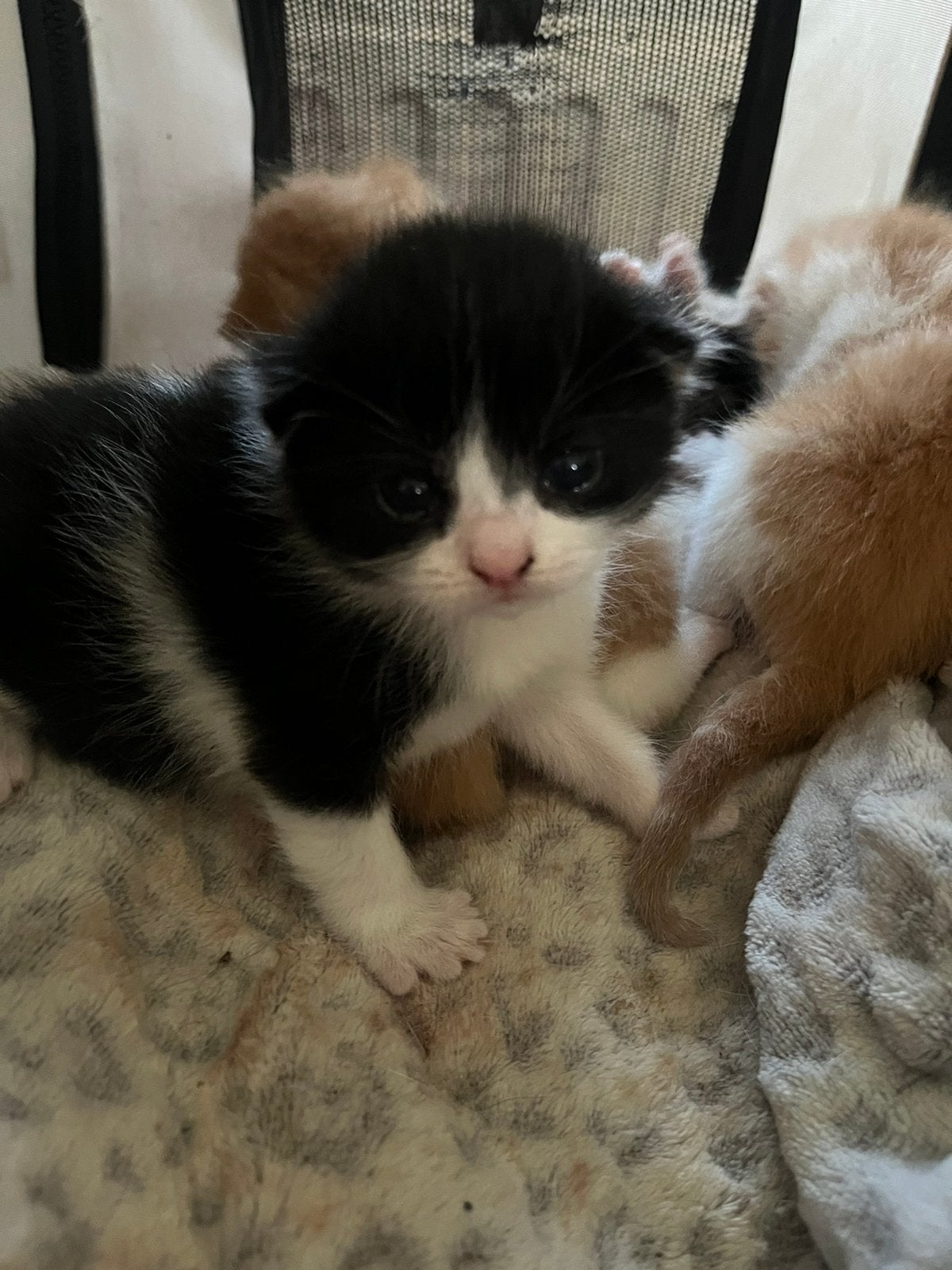 Kittens half brits, Dieren en Toebehoren, Katten en Kittens | Raskatten | Korthaar, Meerdere dieren, Ontwormd, 0 tot 2 jaar