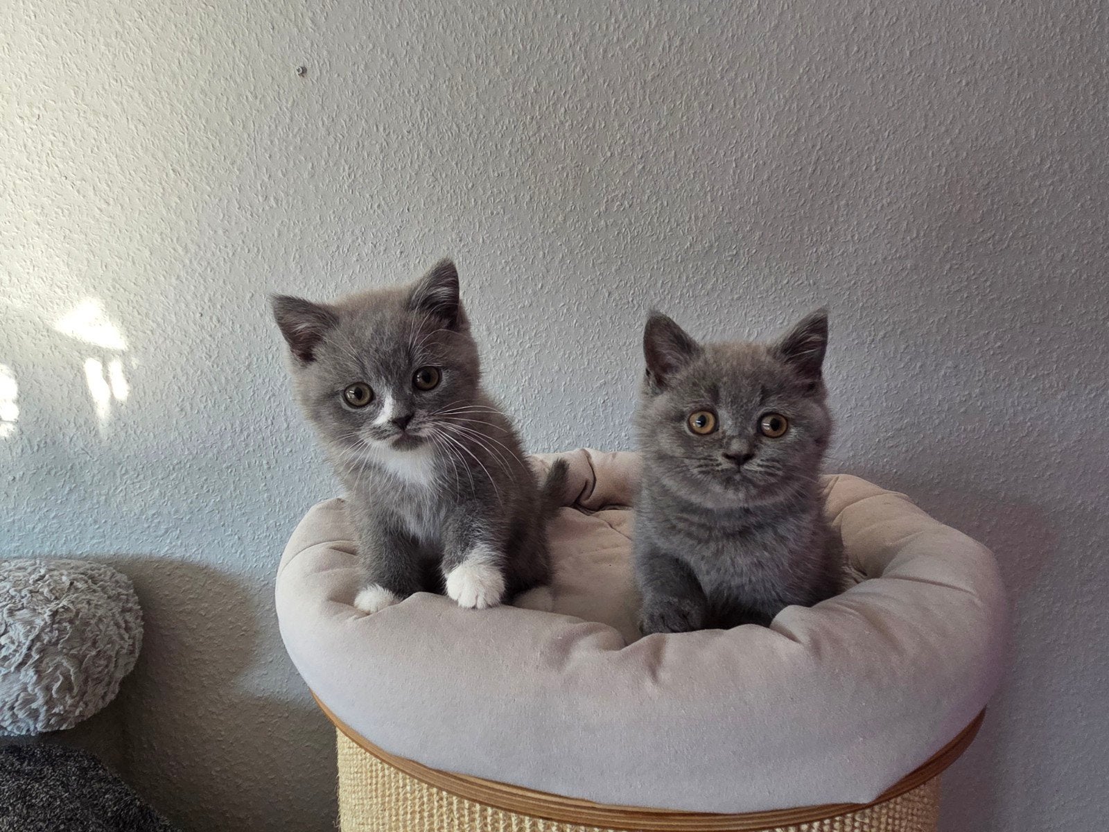 Britse korthaar kittens stamboom lilac blue white black, Dieren en Toebehoren, Meerdere dieren, Met stamboom, 0 tot 2 jaar