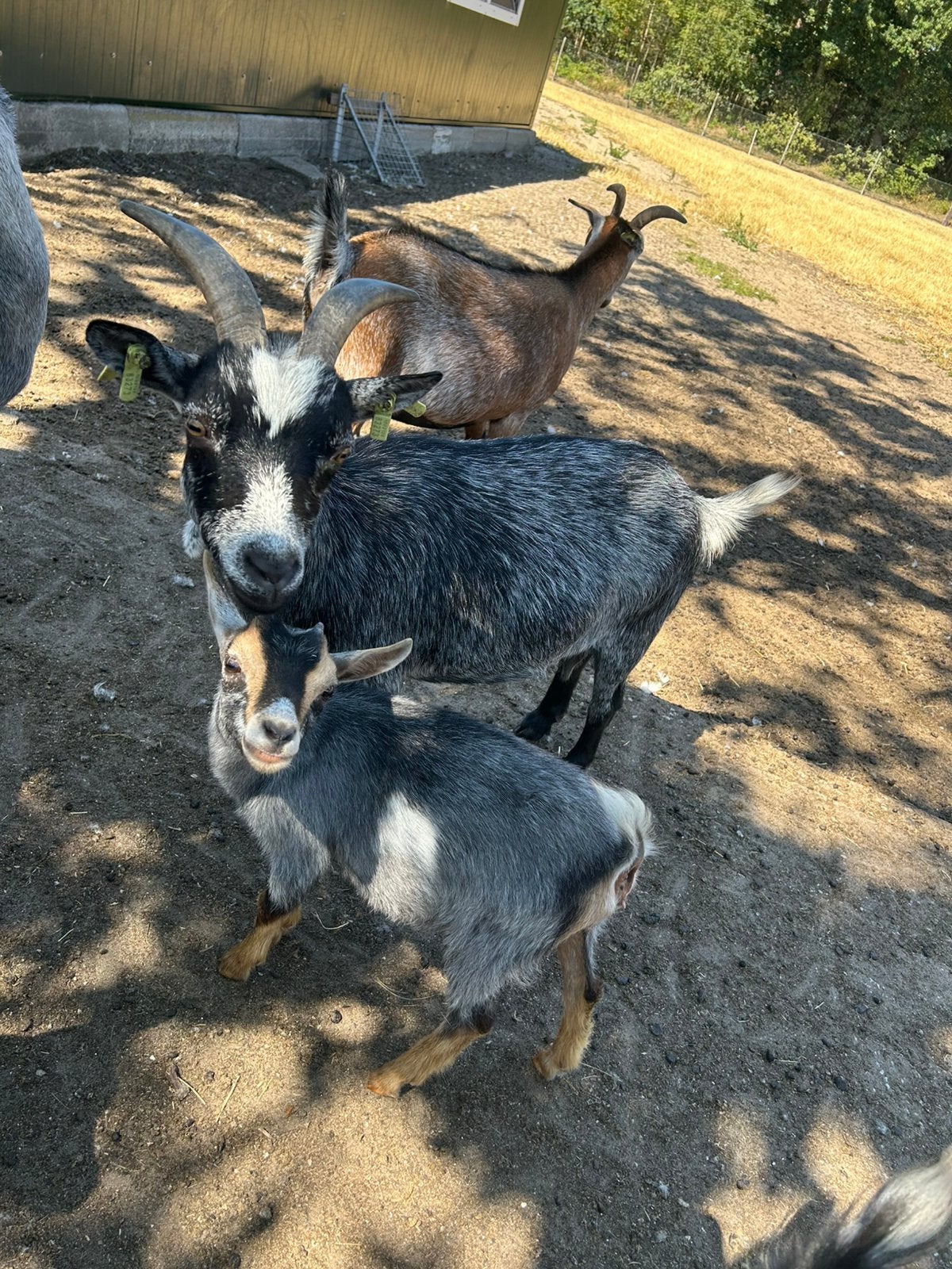 Dwerggeit met geitje, Dieren en Toebehoren, Vrouwelijk, Geit