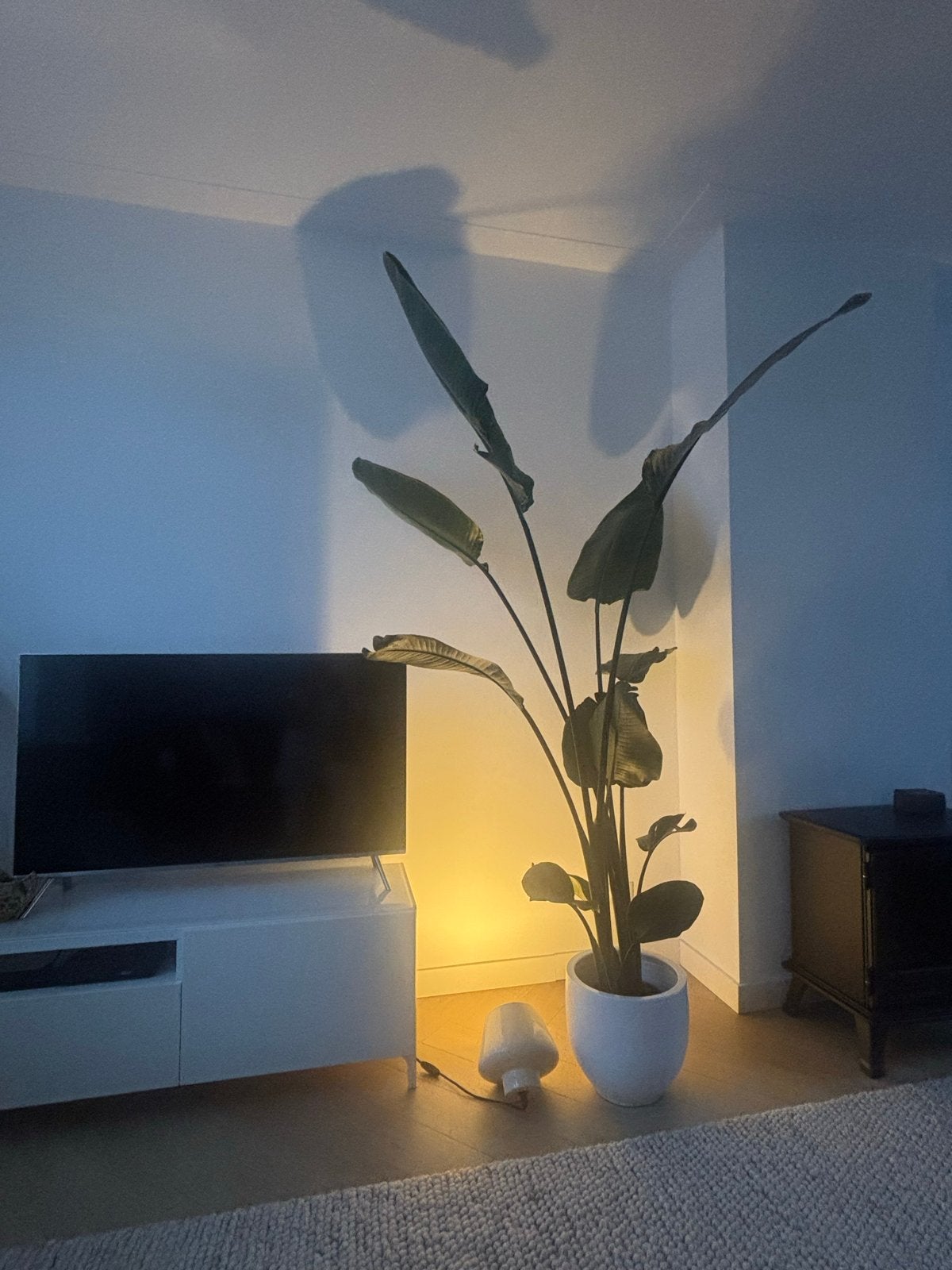 Strelitzia Nicolai - Paradijsvogelplant, Ophalen, Overige soorten, In pot, 150 tot 200 cm