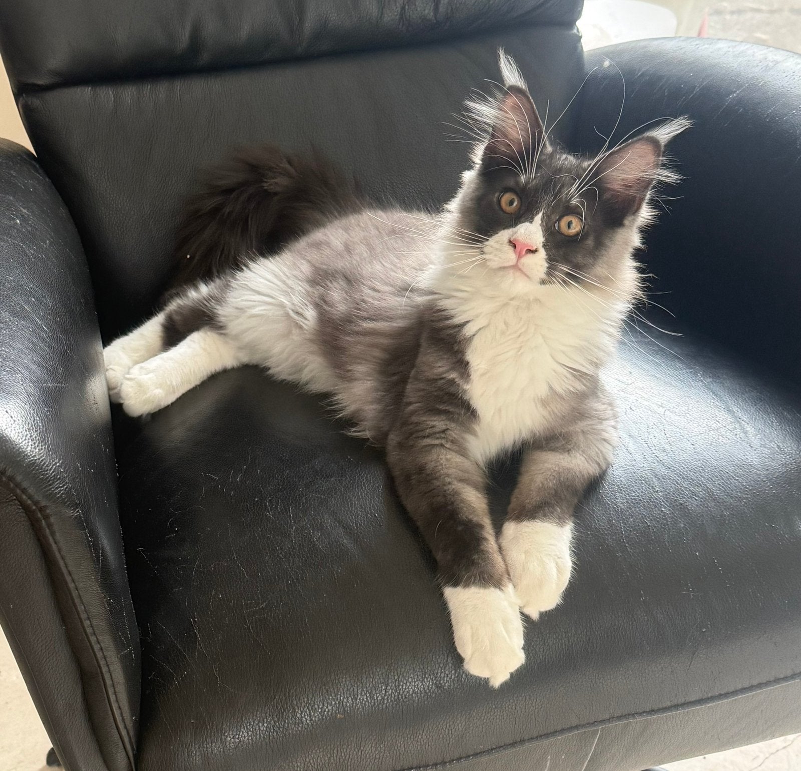 Superlieve Maine Coon-kittens mogen direct verhuizen!, Dieren en Toebehoren, Meerdere dieren