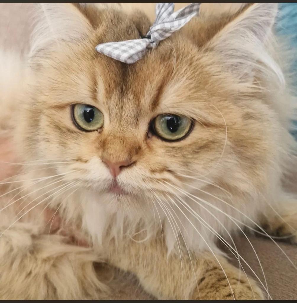 Prachtige Britse Langhaar, Poes, Ontwormd, 0 tot 2 jaar