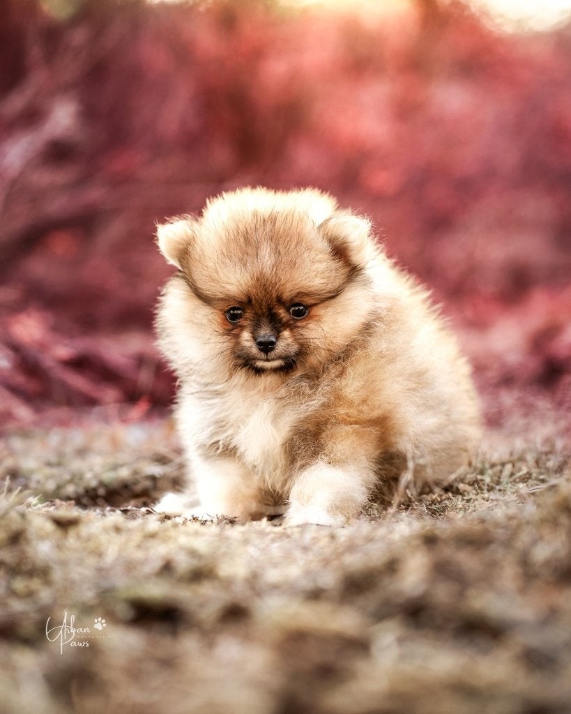Pomeriaan Pup, Pomeranian, Dwergkees, Dieren en Toebehoren, Parvo, Fokker | Hobbymatig, Keeshond, Reu