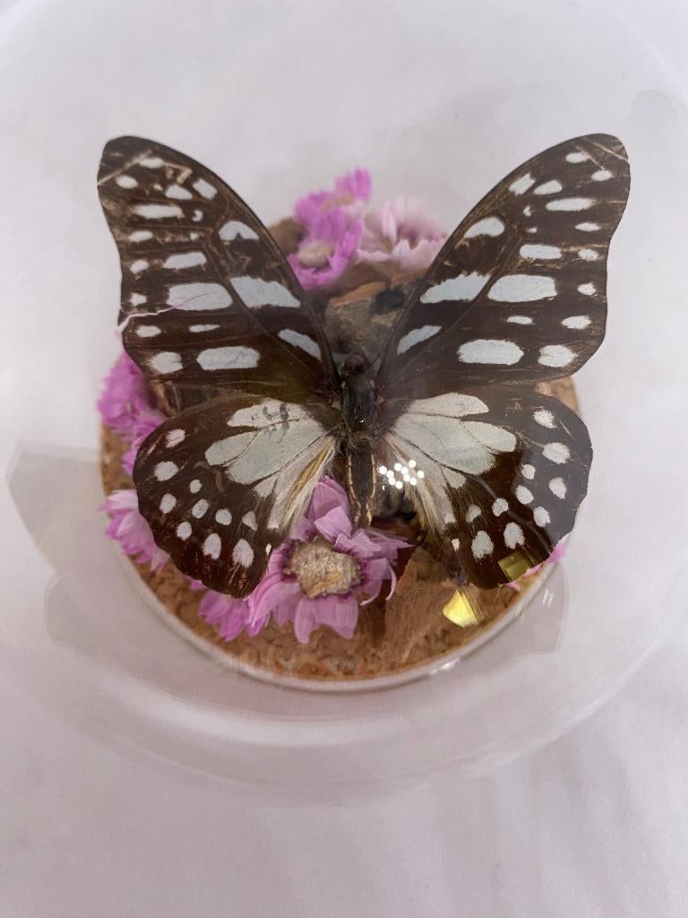 vlinder in bolstolp, Ophalen of Verzenden, Nieuw, Insect, Opgezet dier