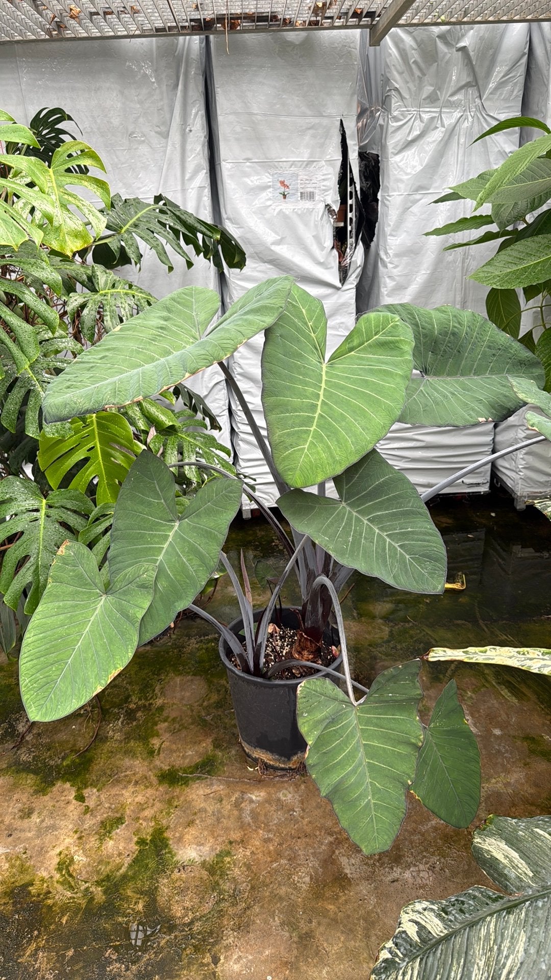 XXL XANTHOSOMA MOET WEG, Overige soorten, 100 tot 250 cm, Zomer, Ophalen