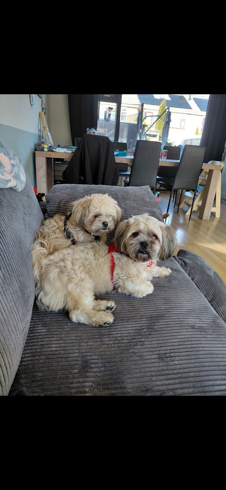 Twee lieve Boomer hondjes., Dieren en Toebehoren, Honden | Chihuahua's en Gezelschapshonden, Overige rassen, 1 tot 2 jaar, Teef