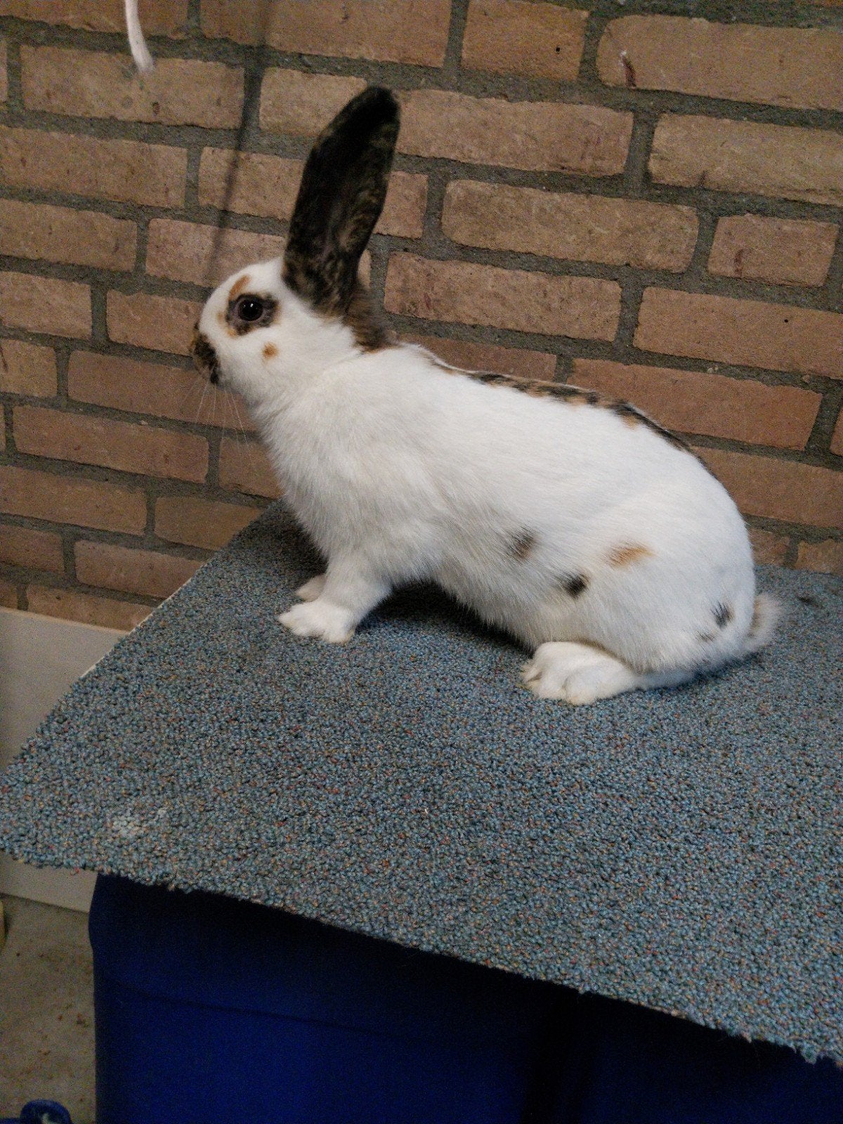 Konijn te koop, Dieren en Toebehoren, Konijnen, Mannelijk