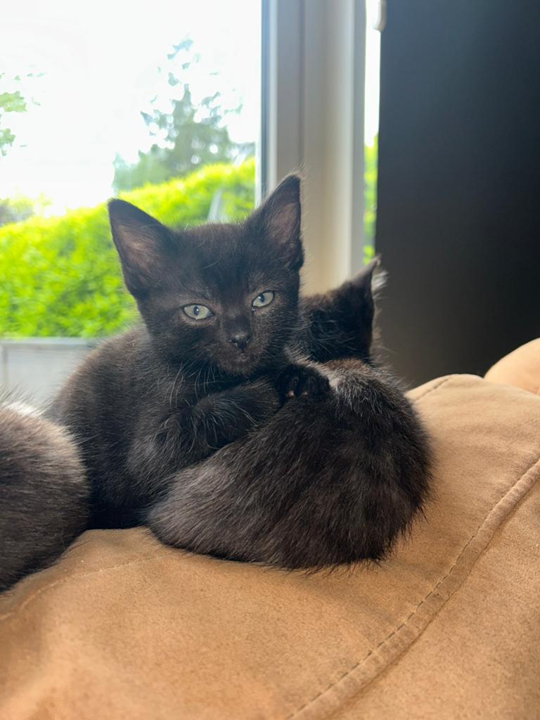 ragdoll x europese korthaar kittens, Meerdere dieren, Ingeënt