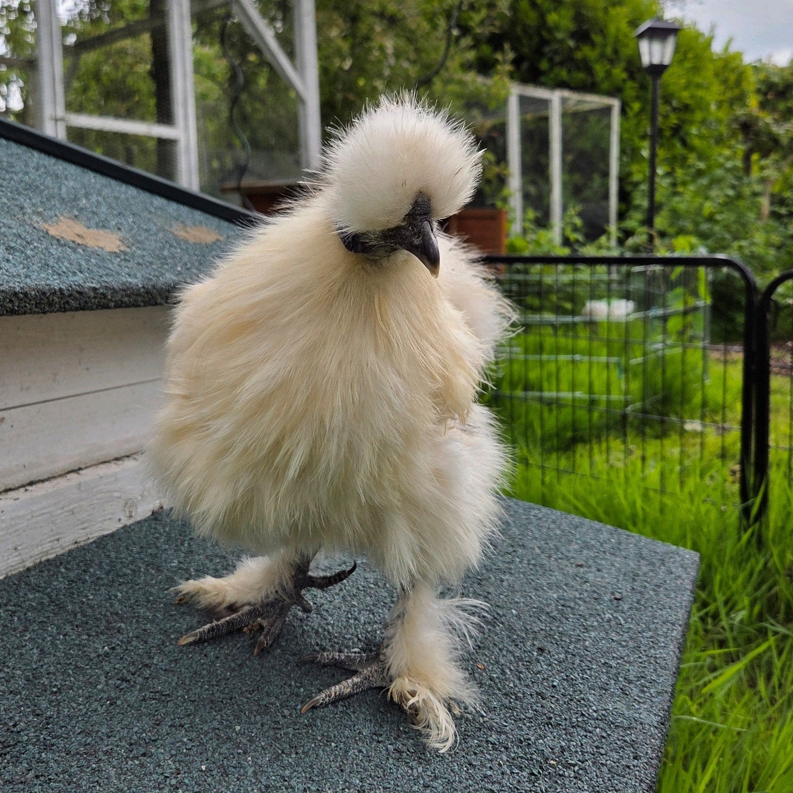Zijdehoen, Dieren en Toebehoren, Mannelijk, Kip