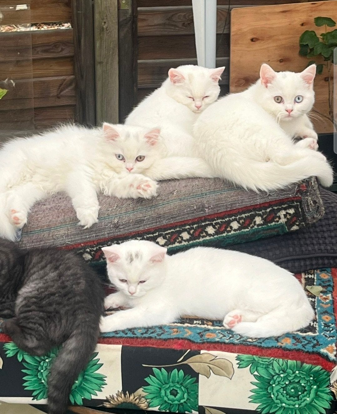 Bijzondere Britse Korthaar kittens( twee met Odd Eyes), Dieren en Toebehoren, Meerdere dieren, Ontwormd, 0 tot 2 jaar