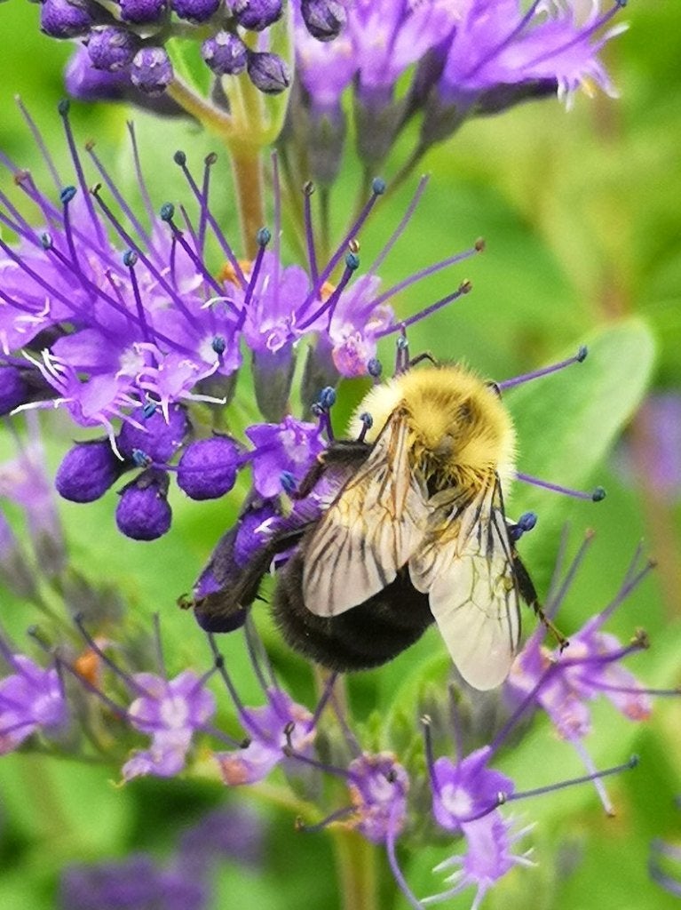 Restpartij 19 rijkbloeiende  Caryopteris € 125, Tuin en Terras, Planten | Struiken en Hagen, Ophalen of Verzenden, Overige soorten