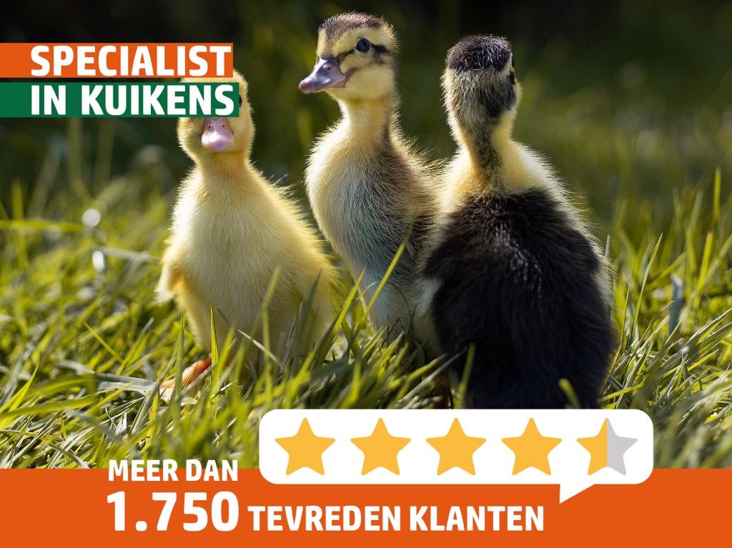 Indische loopeend | Eendenkuikens | Gesekst