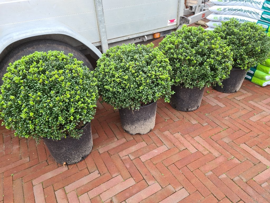 Ilex Crenata bolvormen, Ophalen of Verzenden, Hulst, Struik, Minder dan 100 cm