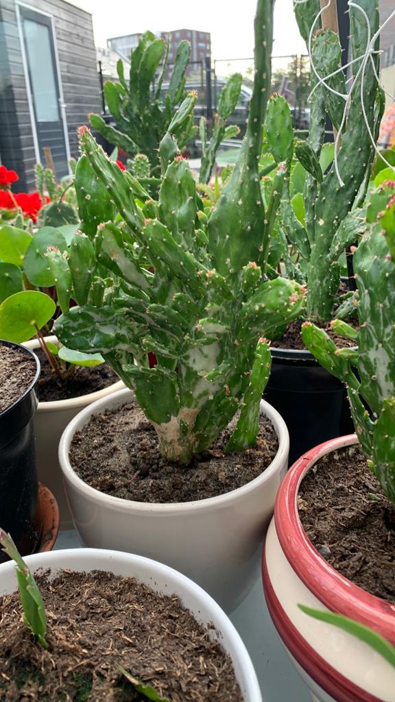 Cactus plant met pot €10, Ophalen, Cactus, Volle zon, Minder dan 100 cm