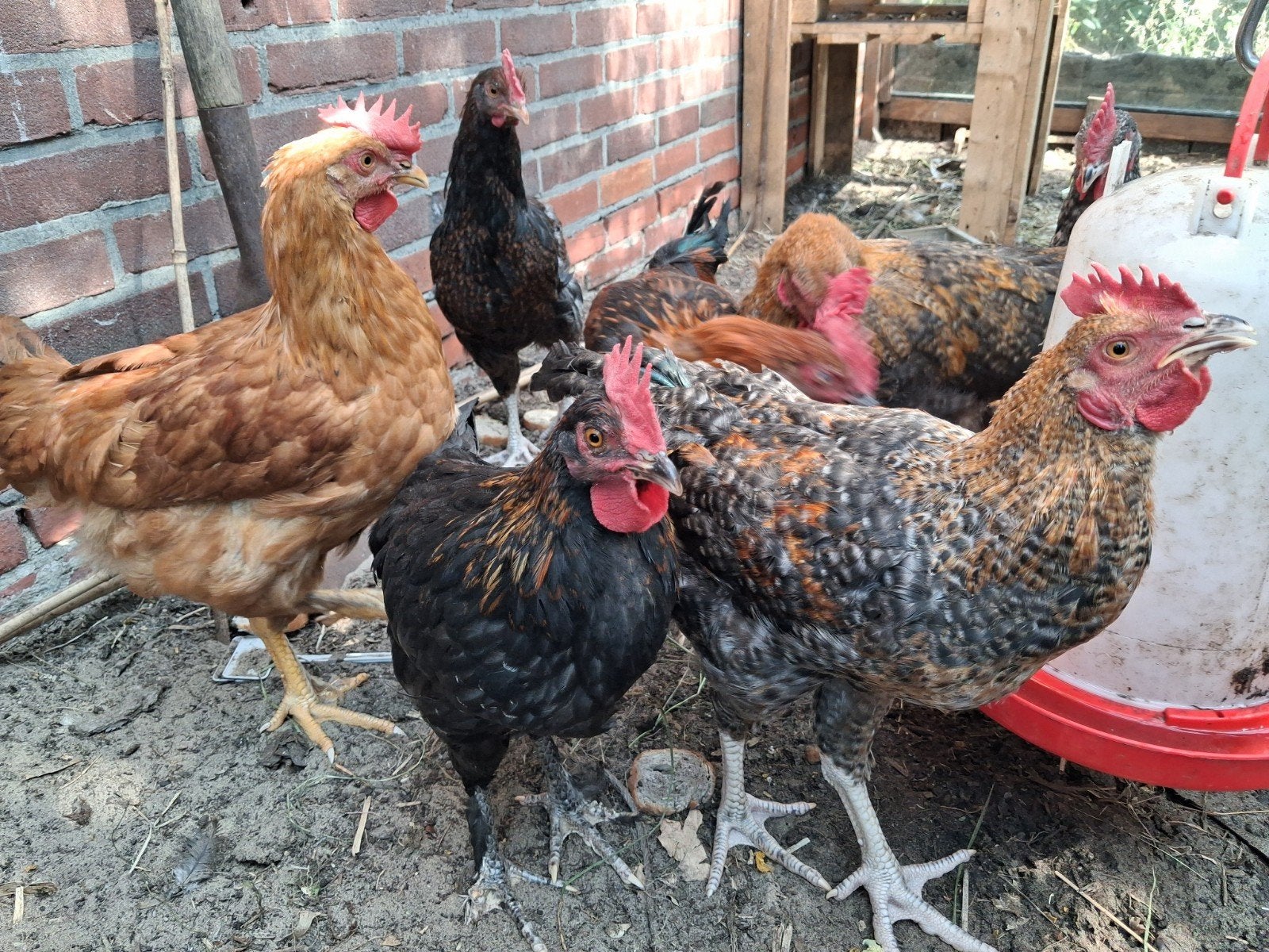 jonge (kleurlegger) hanen, Dieren en Toebehoren, Pluimvee, Mannelijk, Kip