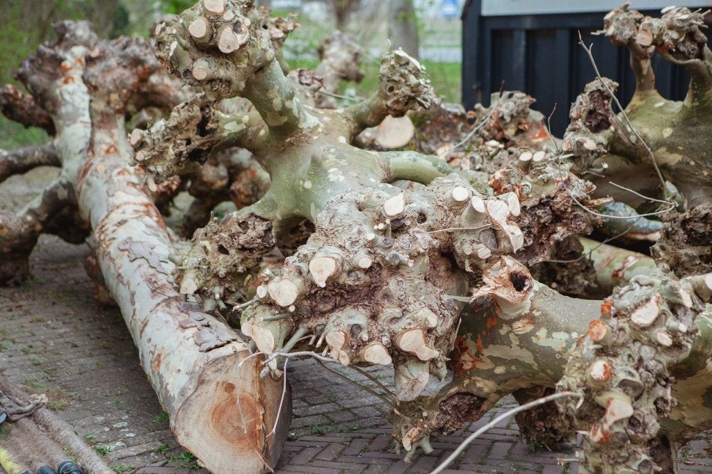 7 geknotte plataan stammen met karakteristieke bast, Bloeit niet, Overige soorten, 250 tot 400 cm, Ophalen