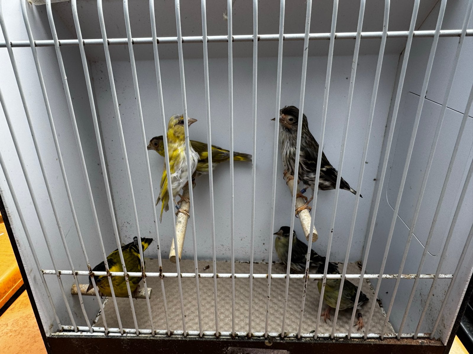 7 Sijzen in 1 koop, Dieren en Toebehoren, Meerdere dieren