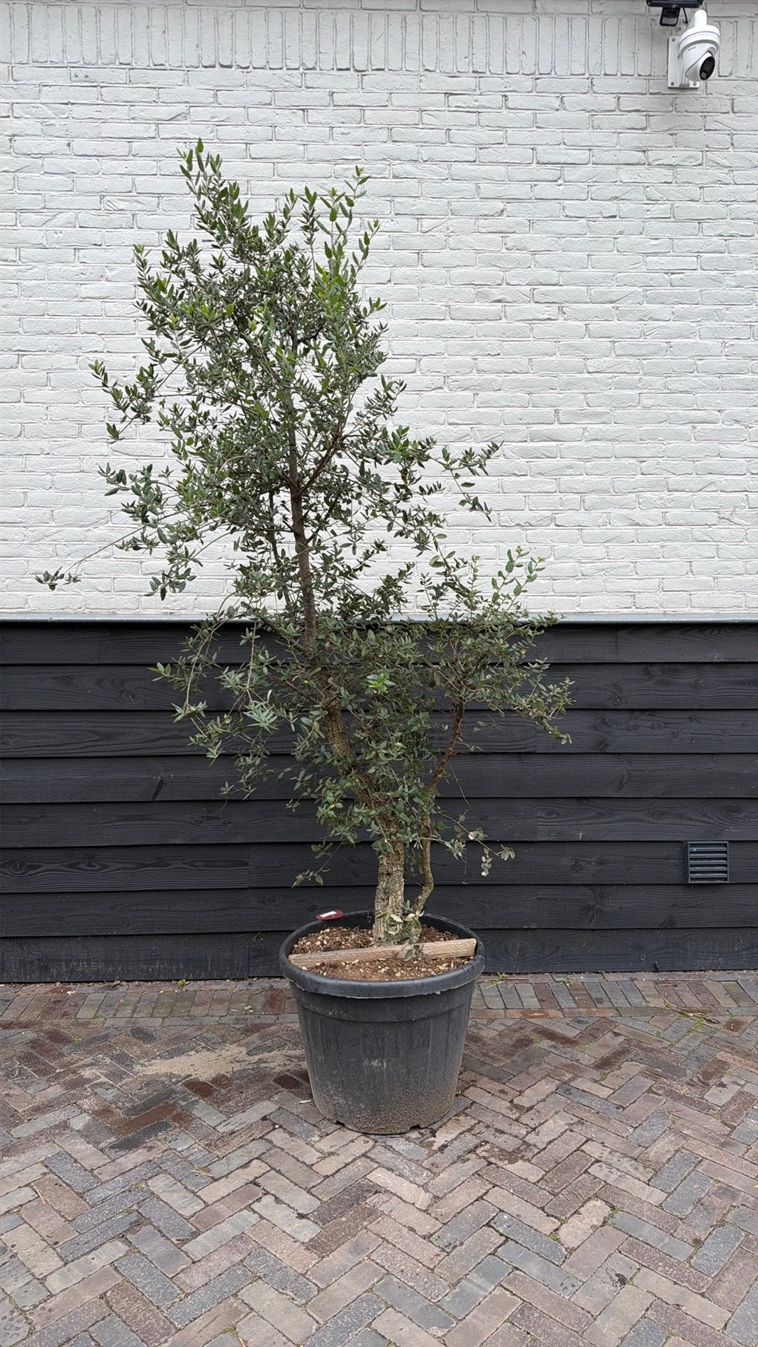 Mooie meerstammige kurkeik, Tuin en Terras, Ophalen, Volle zon, Overige soorten, 100 tot 250 cm
