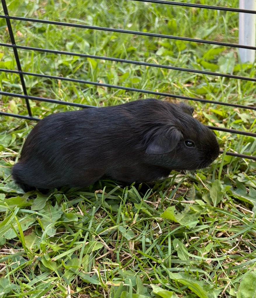 Baby cavia’s 5 weken oud, Dieren en Toebehoren, Knaagdieren, Cavia, Juni, Meerdere dieren, Tam