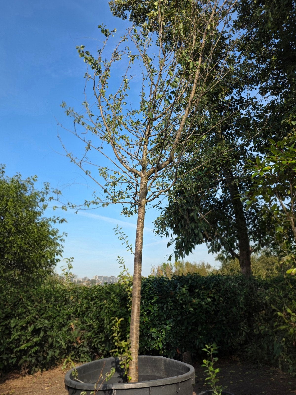Pruimenboom 'Reine Claude', Lente, Volle zon, In pot, Ophalen of Verzenden