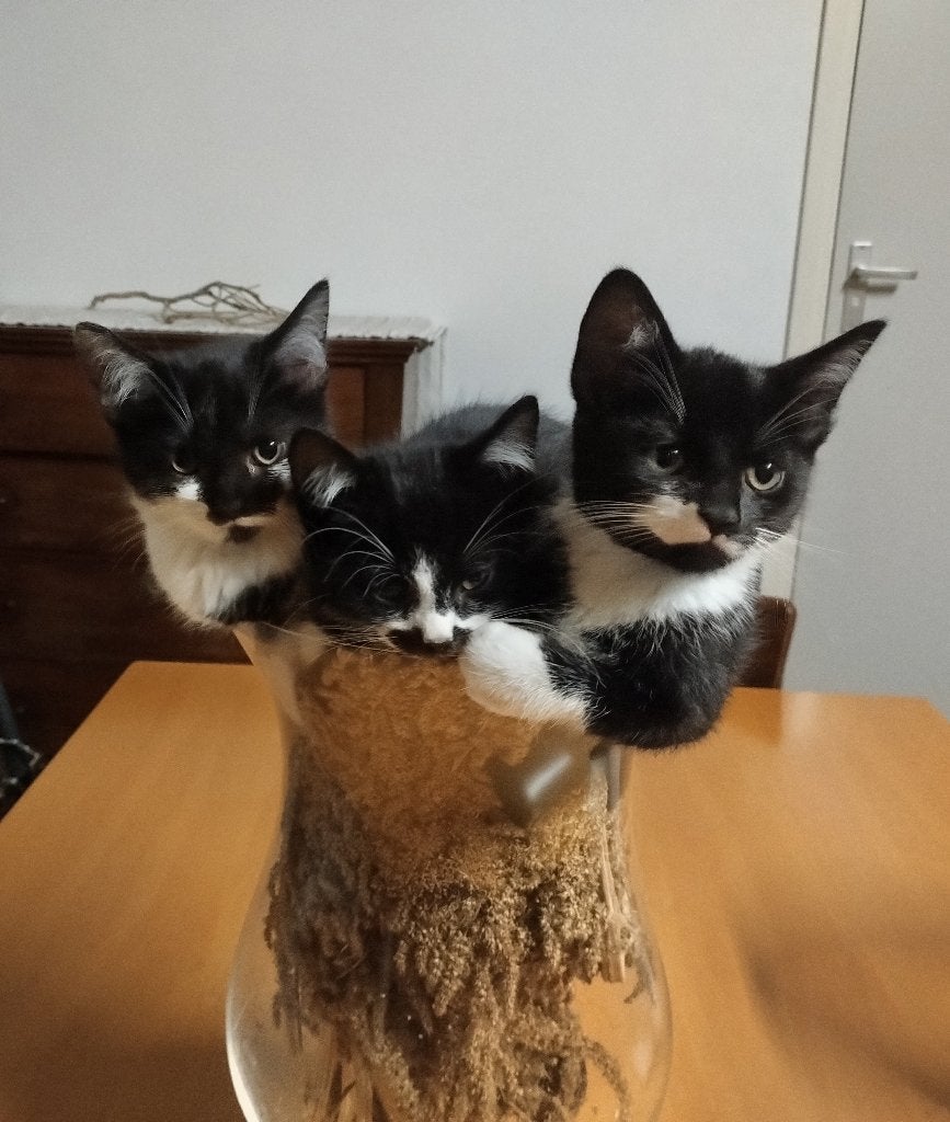 Kittens te koop, Meerdere dieren, Kortharig, 0 tot 2 jaar