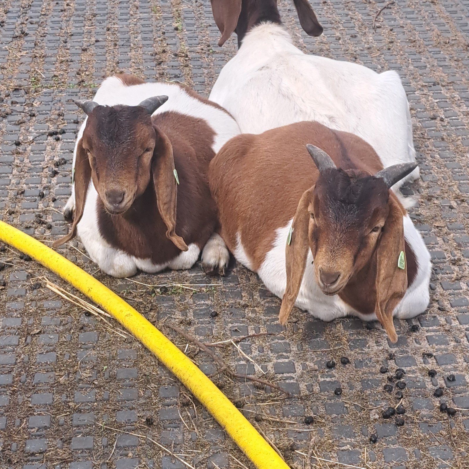 boergeit bok lammeren, Mannelijk, Geit, 0 tot 2 jaar