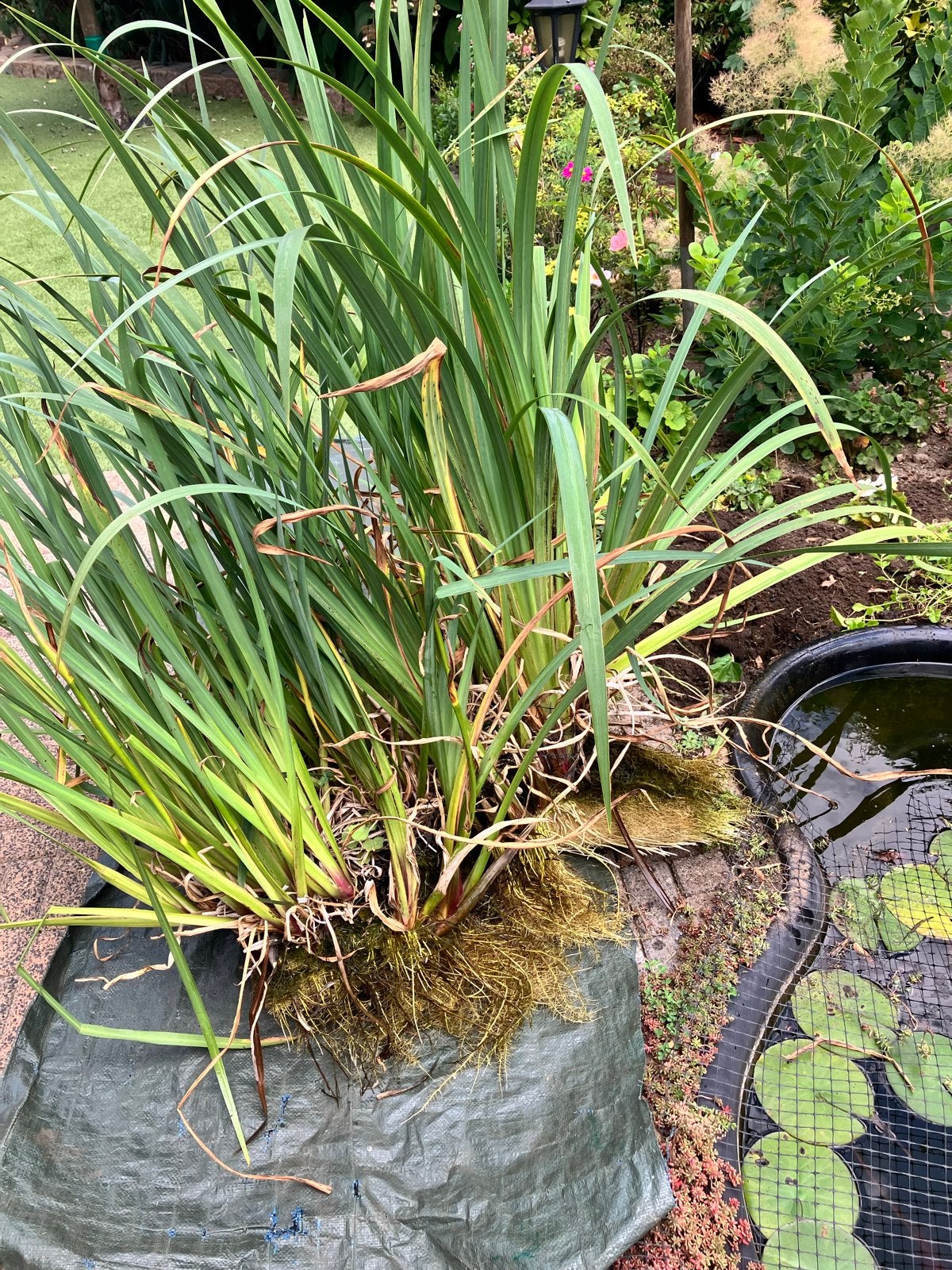 Grote oeverplant met wortels voor vijver gele lis of tuin, Tuin en Terras, Planten | Tuinplanten, Ophalen, Volle zon, Vaste plant