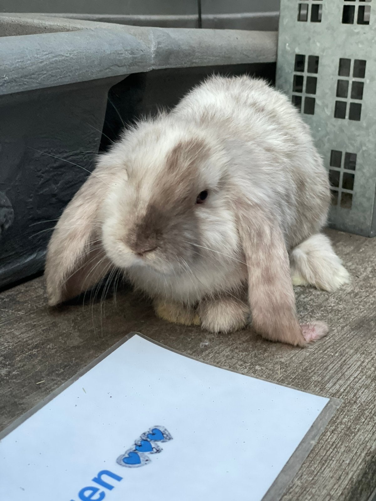 Super speciale franse hangoor rammetjes, Dieren en Toebehoren, Konijnen, Mannelijk, Groot, Hangoor
