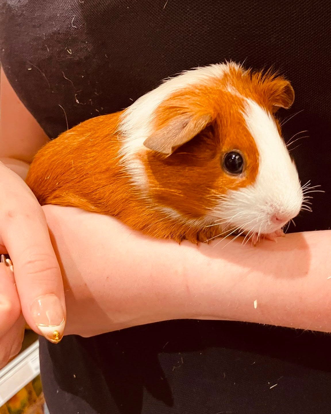 Cavia's diverse soorten,super lief en echt super tam., Dieren en Toebehoren, Knaagdieren, Cavia, April, Meerdere dieren, Tam