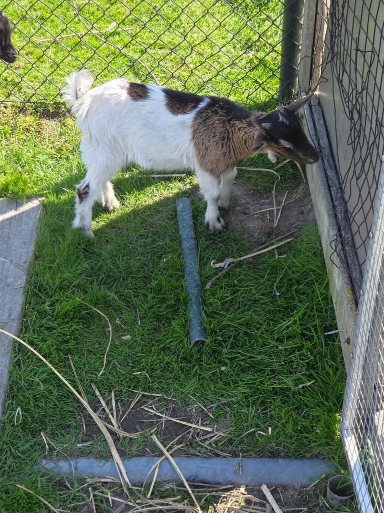 Dwerggeiten, Dieren en Toebehoren, Schapen, Geiten en Varkens, Mannelijk, Geit