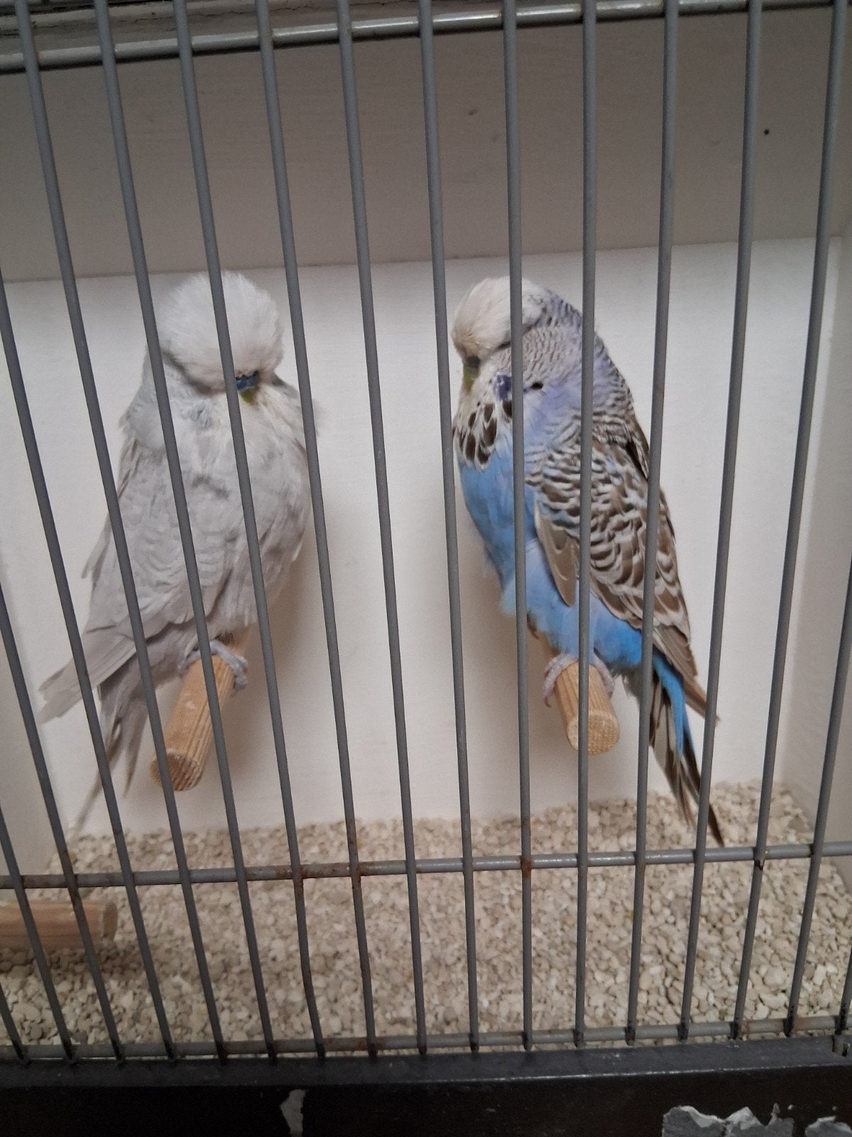 Mooi koppel groffe engelse parkieten, Meerdere dieren