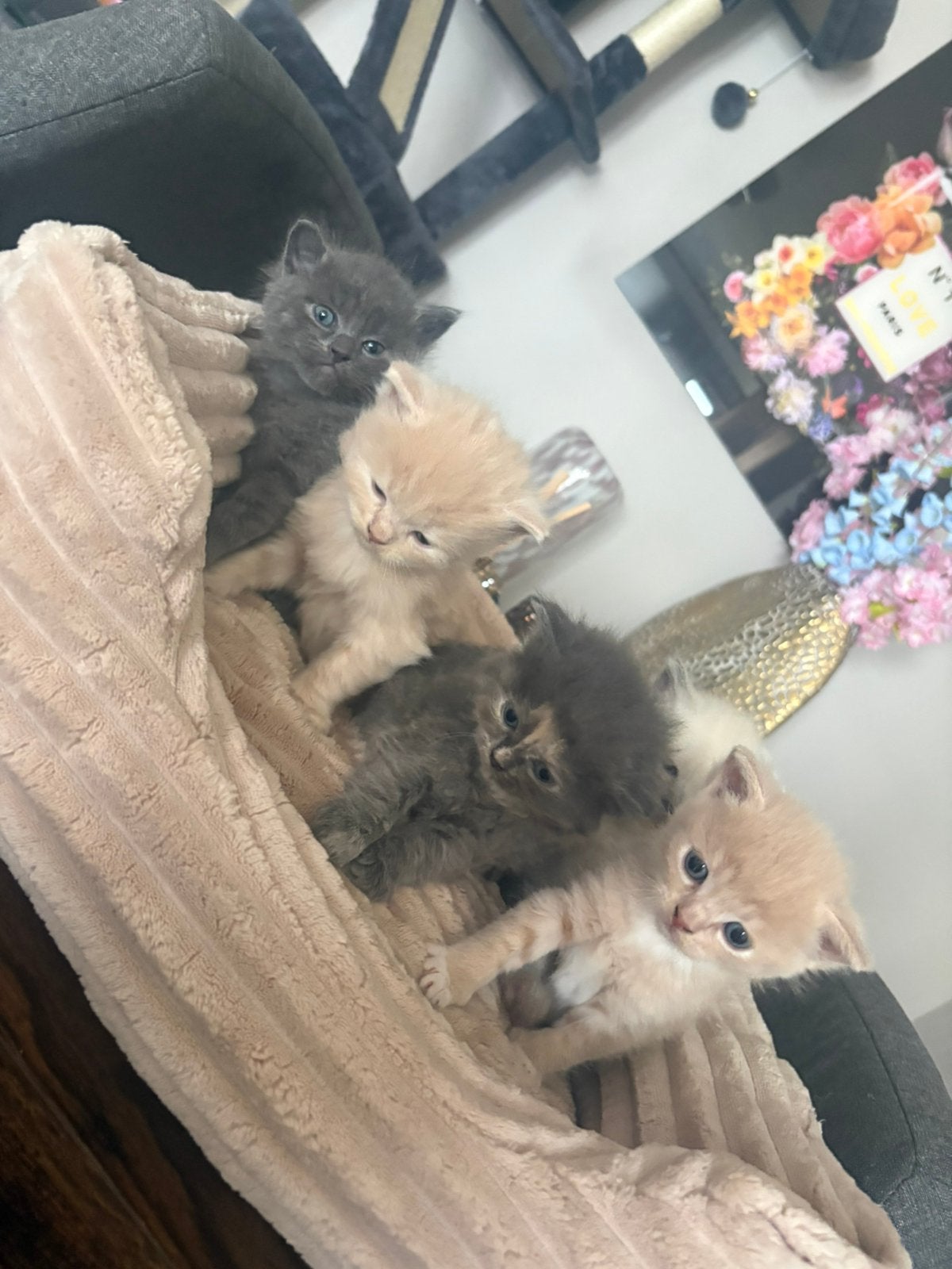 Britse korthaar x ragdoll kittens, Meerdere dieren, Ontwormd