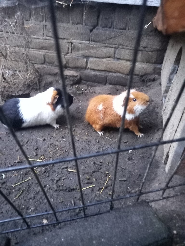 cavia beren, Dieren en Toebehoren, Knaagdieren, Mannelijk, Cavia, November