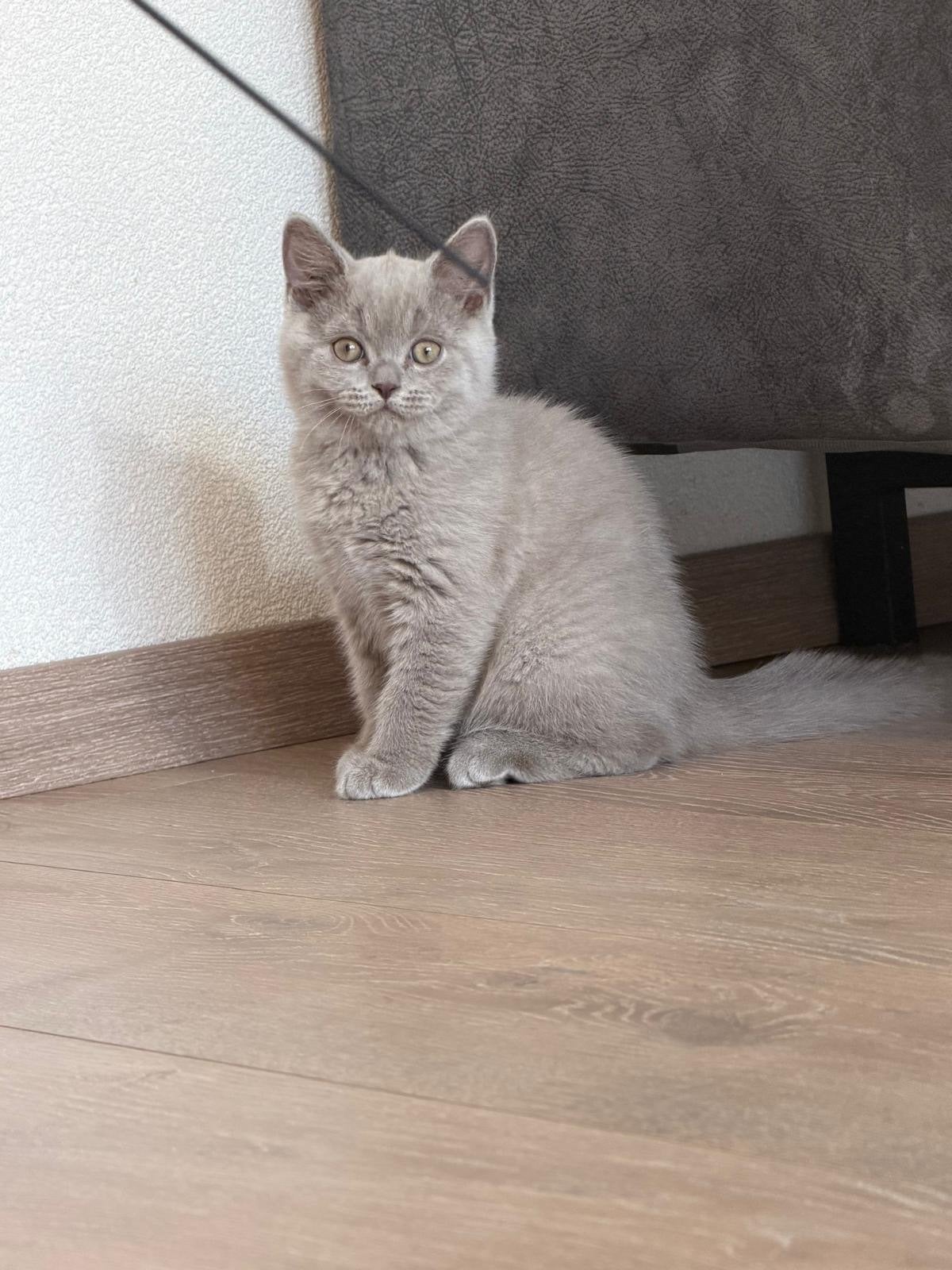 Britse Korthaar kitten - Lilac, Kater, Kortharig, 0 tot 2 jaar