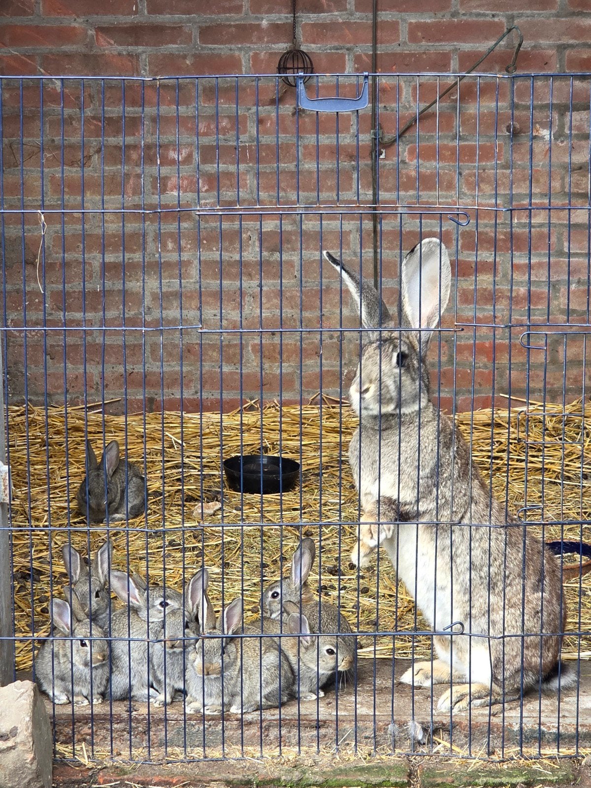 vlaamse reus, Dieren en Toebehoren, Meerdere dieren, Groot