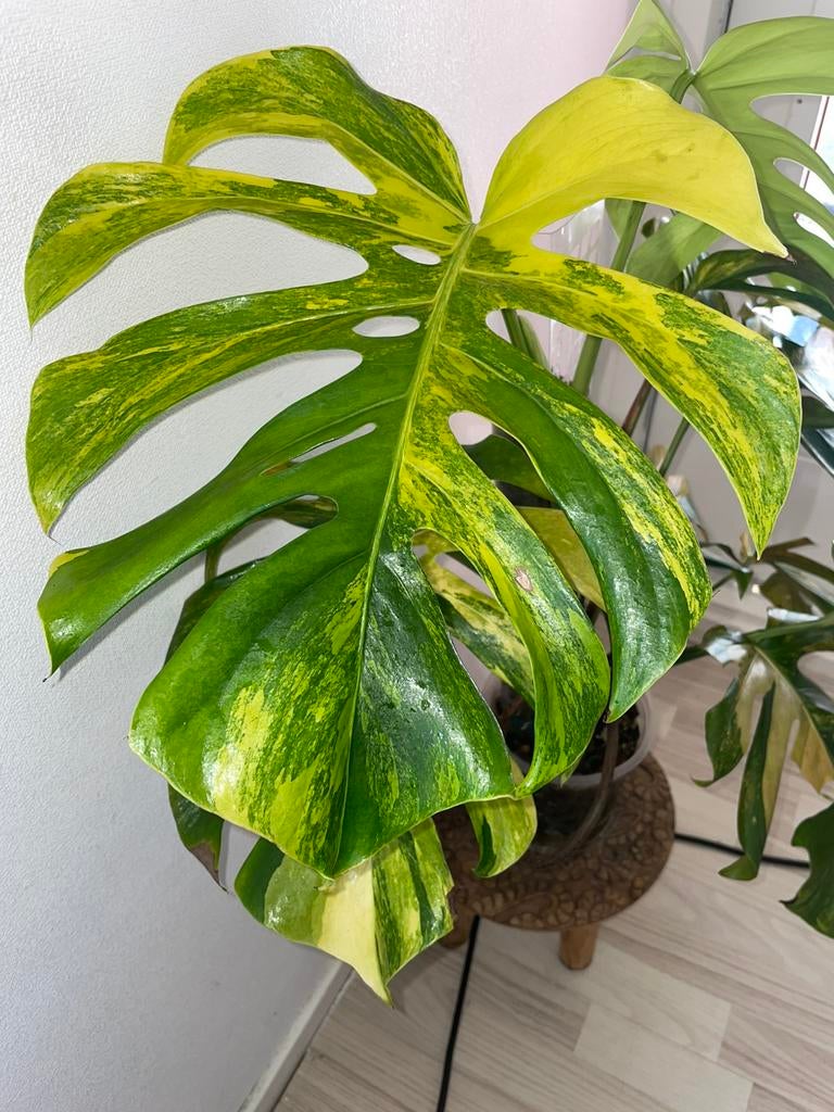 Monstera Aurea - Volledige plant op mospaal, Ophalen of Verzenden, Halfschaduw, 150 tot 200 cm